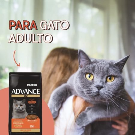 GATO ADULTO